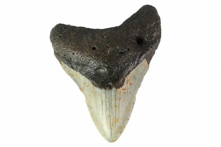 Fossil Megalodon Tooth - North Carolina #152988
